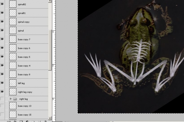 Creation of Frog X-ray: Step 6